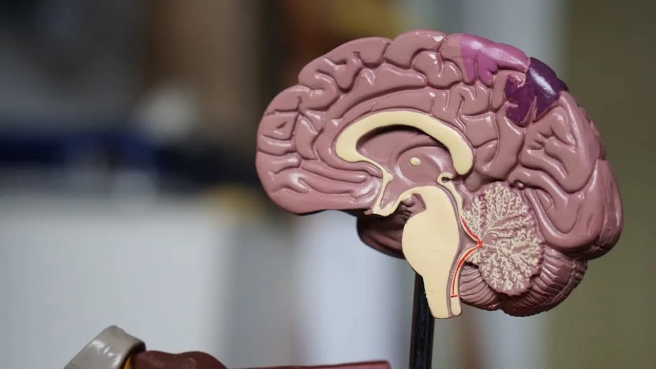 Kabellose Gehirnwarnung: Parkinson-Symptome mit Magnetismus bekämpfen
