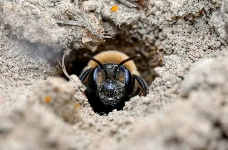 5,5 Millionen Bienen wurden unter einem New Yorker Friedhof entdeckt