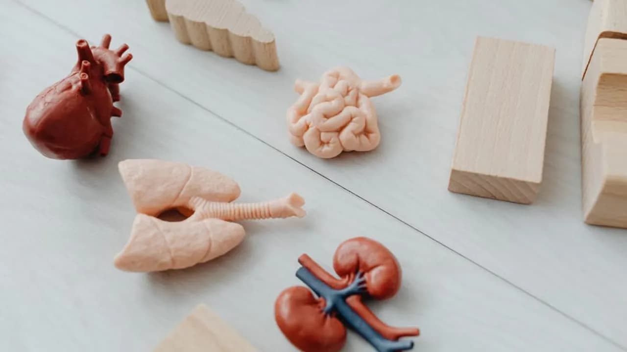 Forscher haben den Mechanismus identifiziert, wie Darmbakterien Multiple Sklerose auslösen.