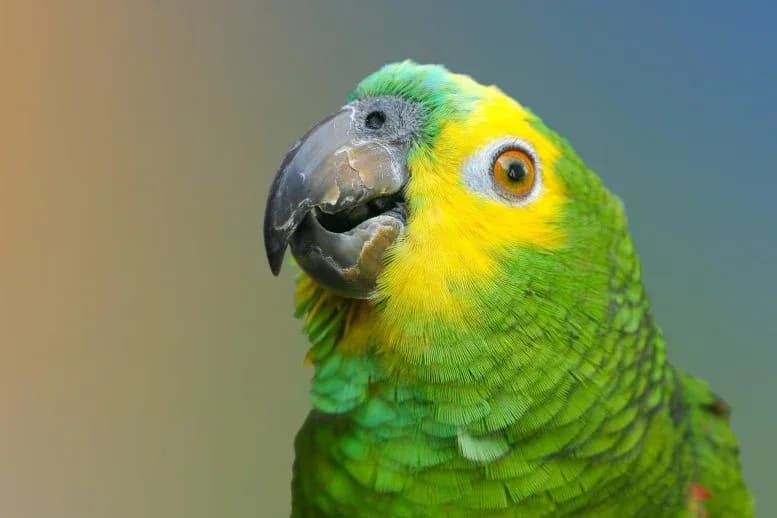 Vögel nutzen Namen? Wissenschaftler geben überraschende Antwort.