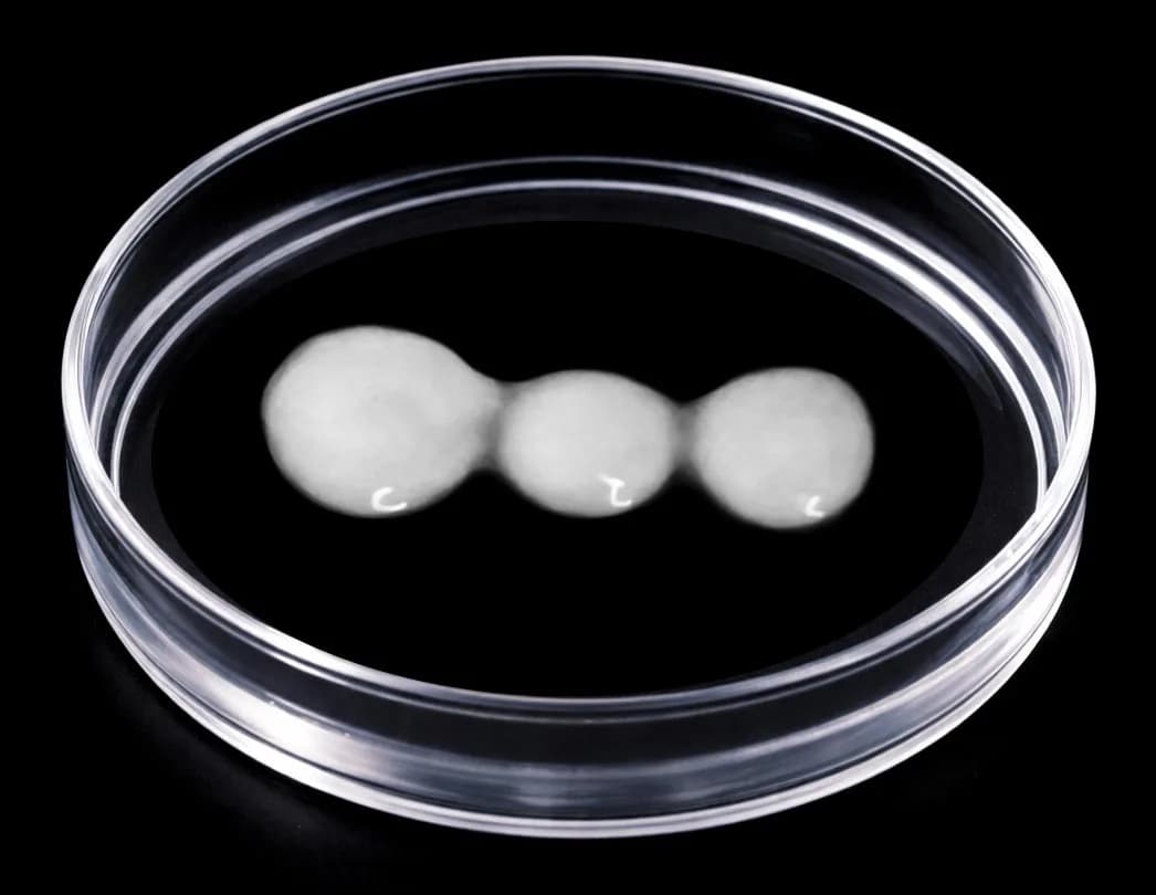 Cambridge-Forscher kehren einen als unheilbar geltenden Nerven-Schaden um