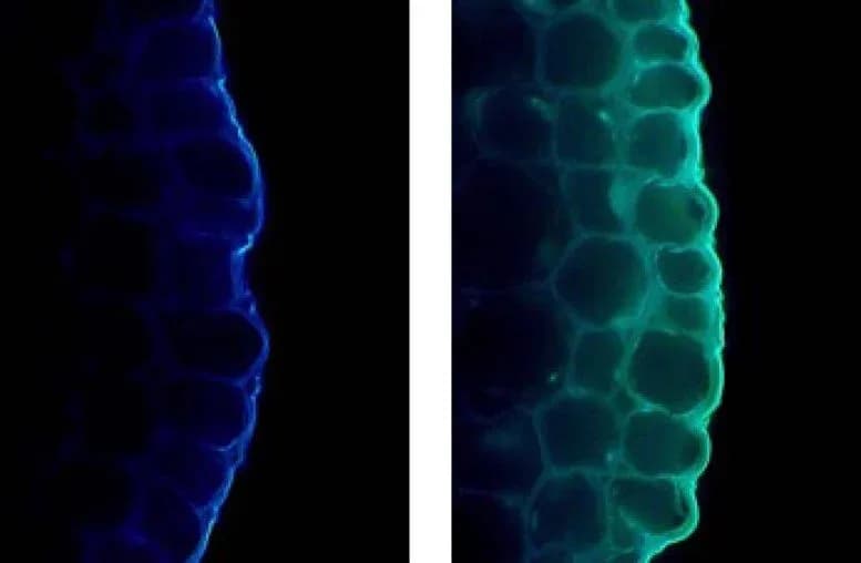 Wissenschaftler entdecken: Licht kann das Pflanzenwachstum verlangsamen