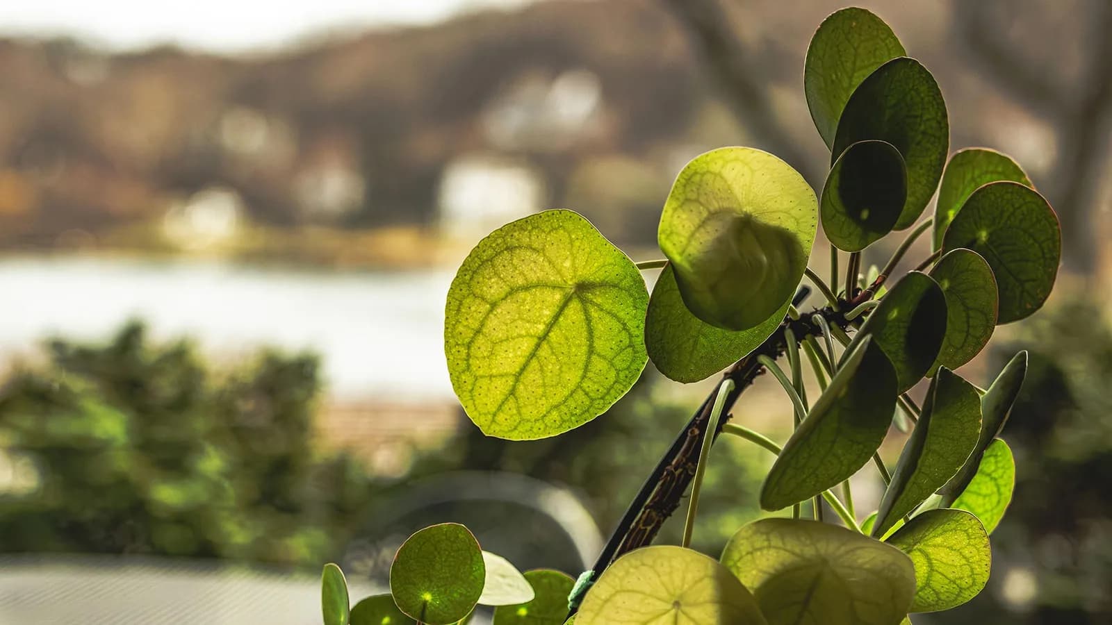 Geheimnisvolle Geometrie: Wie die Zimmerpflanze Monstera ihre Blätter formt
