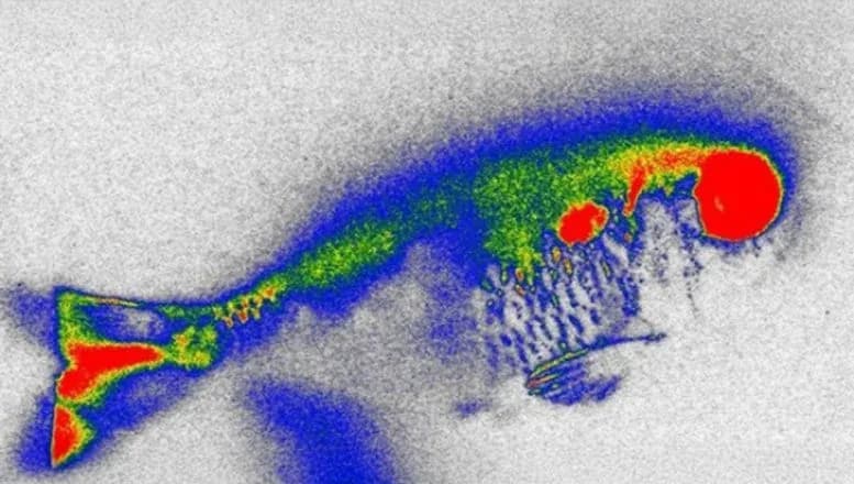 Verbotenes Antibiotikum in Fisch: Neue Bedenken für die Lebensmittelsicherheit
