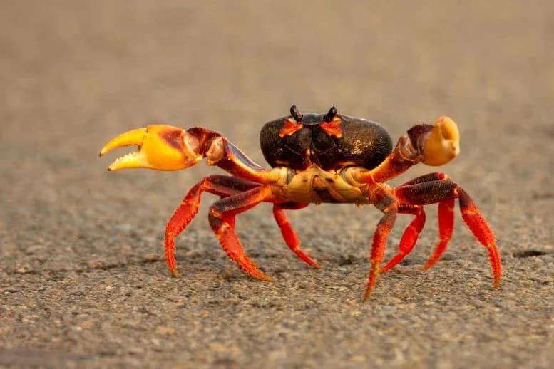 Wissenschaftler lösen Rätsel: Warum Kraken seitwärts laufen