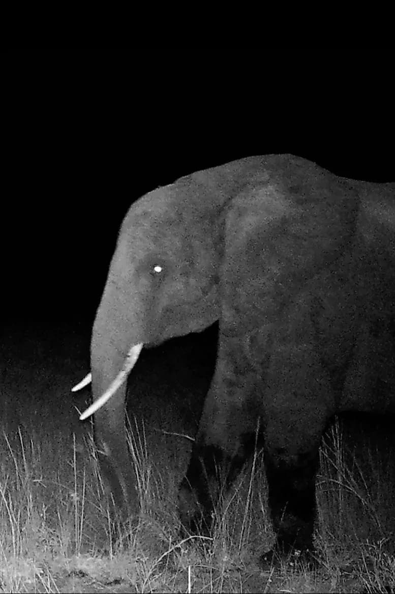 Wissenschaftler lösen das Rätsel der riesigen „Geister-Elefanten" in Angola auf