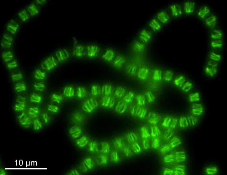 Uralte Bakterien verwandelten ein DNA-System in ein Zellgerüst