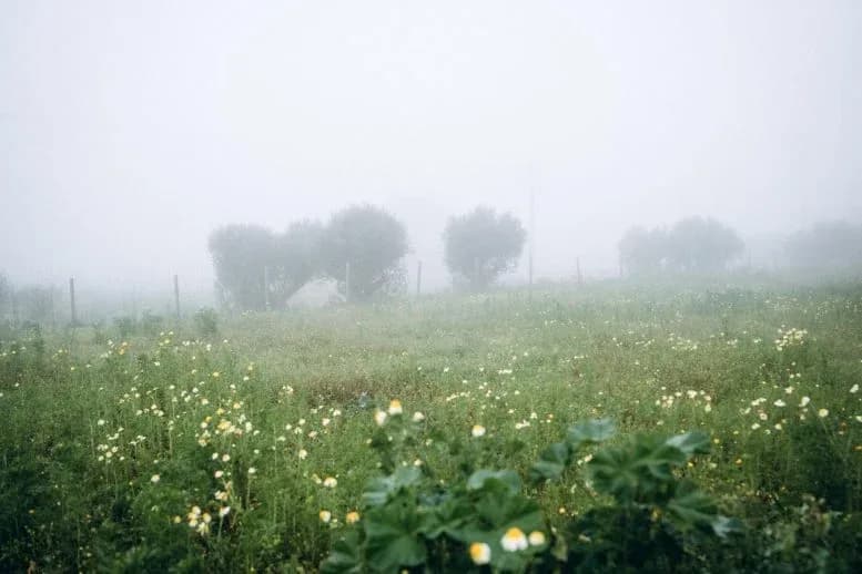Lebendiger Nebel: Überraschende Entdeckung revolutioniert das Wissen über Nebel