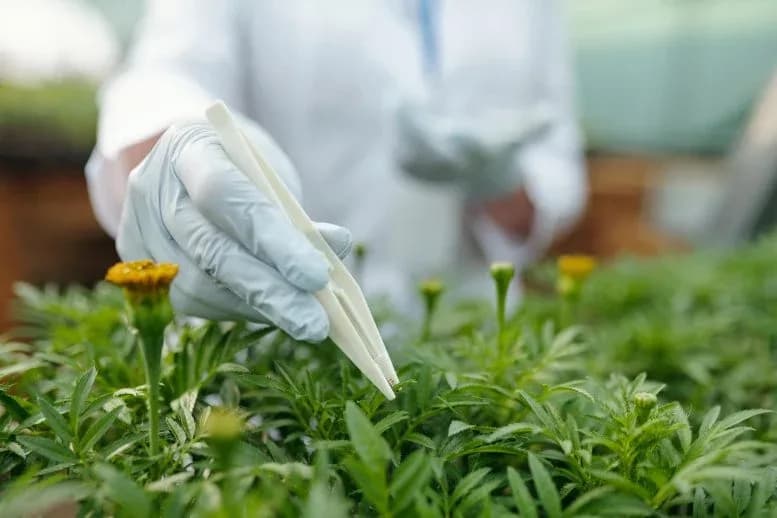 Diese häufige Pflanze könnte eine unerwartete neue Proteinquelle sein