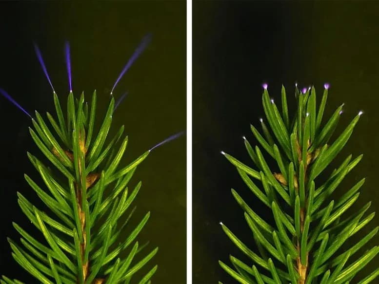 Bäume erzeugen während Stürmen winzige Blitzentladungen – Wissenschaftler haben es endlich bewiesen