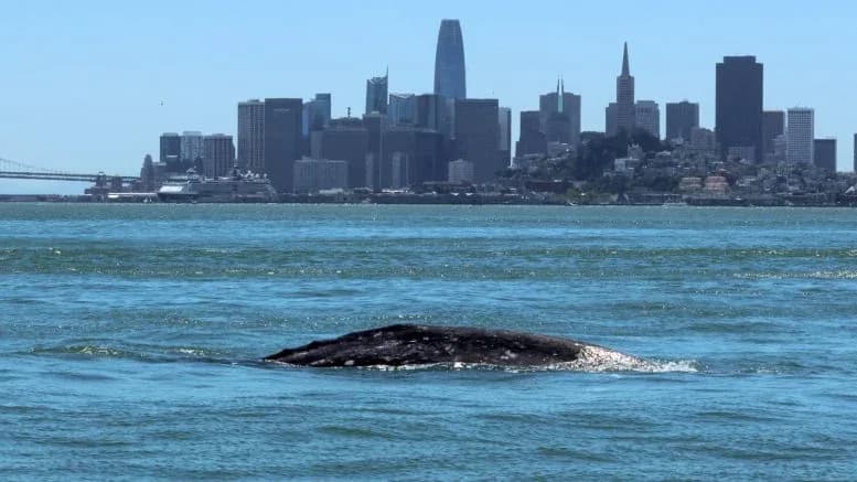 Fast ein Fünftel der Grauwale, die in die Bucht von San Francisco einströmen, sterben dort.