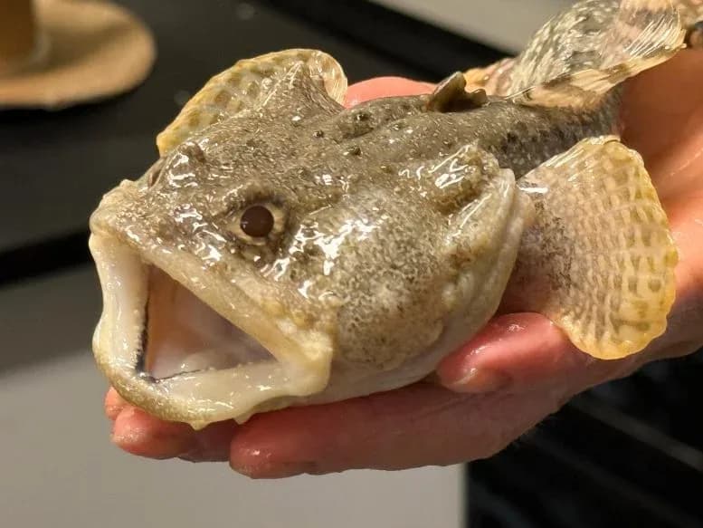 Unerwartete Entdeckung in Fischen könnte unser Wissen über den Ozean revolutionieren