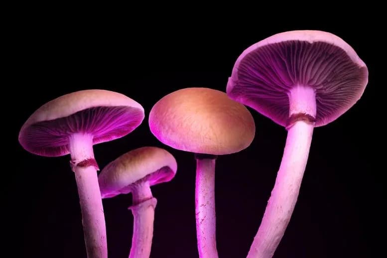 Wissenschaftler: Eine Einzeldosis Psilocybin verändert das menschliche Gehirn