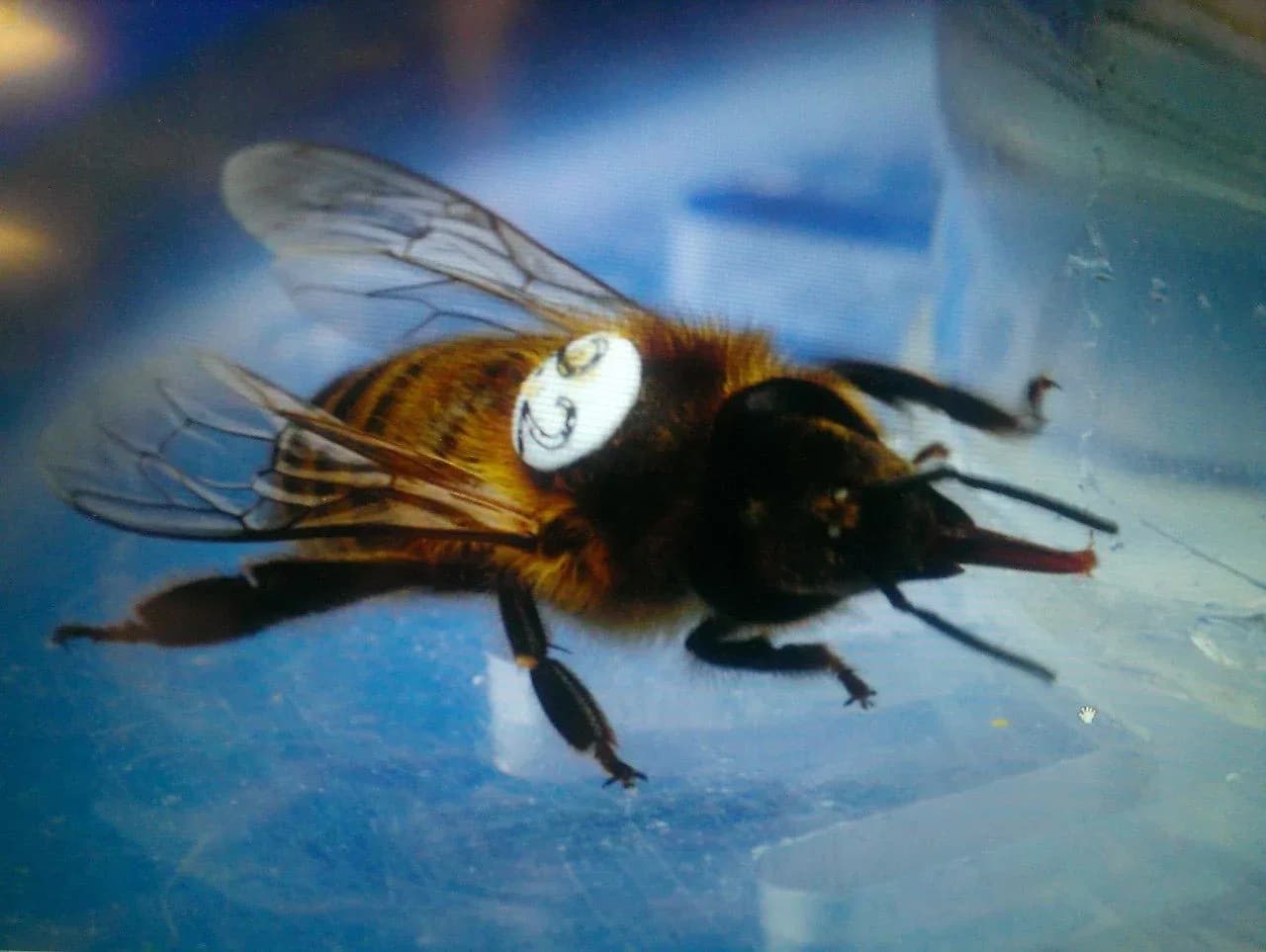 Weltweit meistgenutztes Unkrautgift stört Bienenhirn