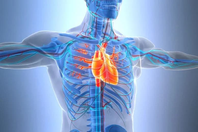 Dieser einfache Bluttest könnte „schlechtes Cholesterin“ bei der Vorbeugung von Herzerkrankungen übertreffen