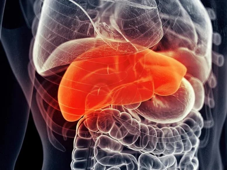 Vitamin D als vielversprechender Ansatz gegen Fettlebererkrankung