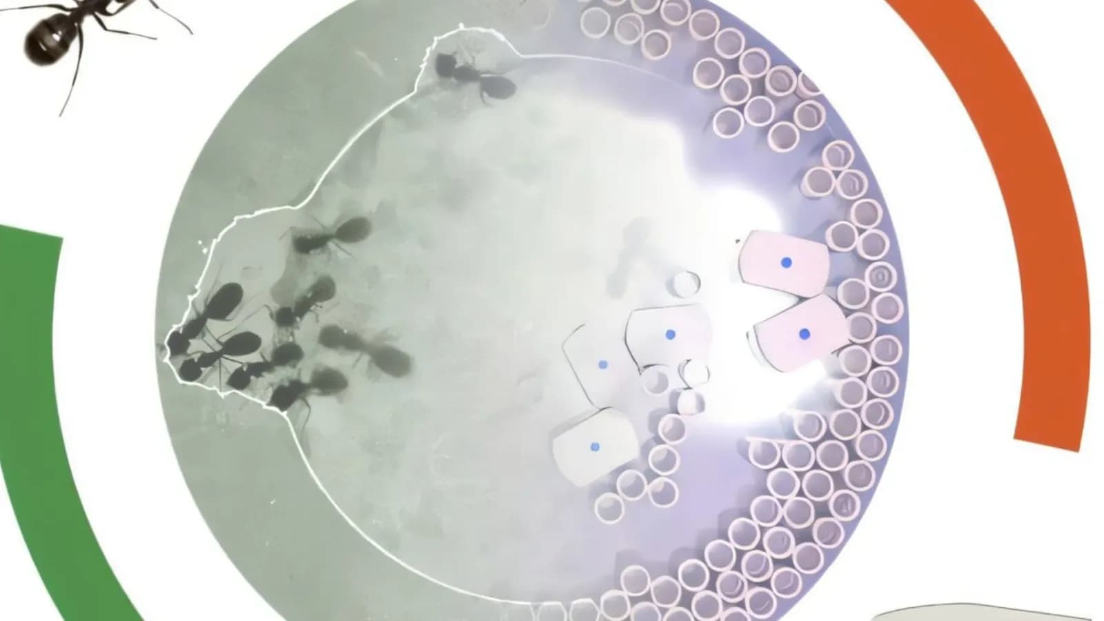 Harvard-Wissenschaftler entwickeln Roboter-Ameisen, die wie echte Insektenkolonien arbeiten