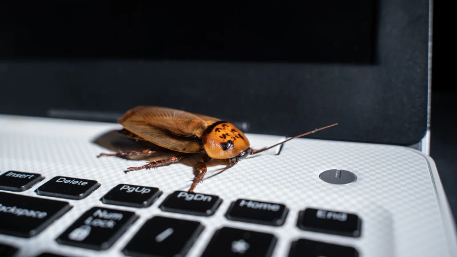 Biohybrides System steuert Cyborg-Insekten adaptiv