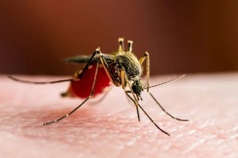 Studie enthüllt die verborgene Rolle von Malaria bei der menschlichen Evolution
