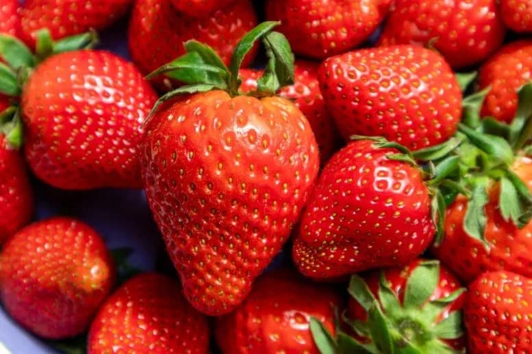 Genmanipulation verwandelt Erdbeeren in gesündere, schmackhaftere Superfrüchte