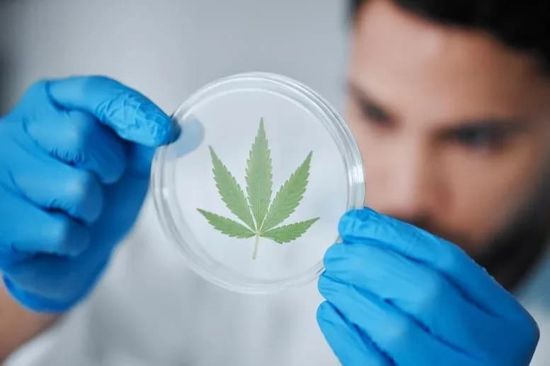 Forscher entdecken THC-freies Cannabiskomponente, das Opioide ersetzen könnte