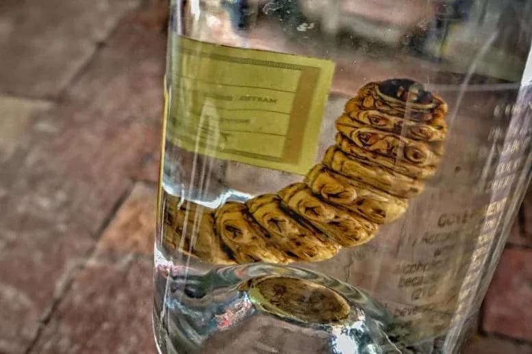 Mezcal-Geheimnis: DNA-Test enthüllt Überraschung bei „Worm“