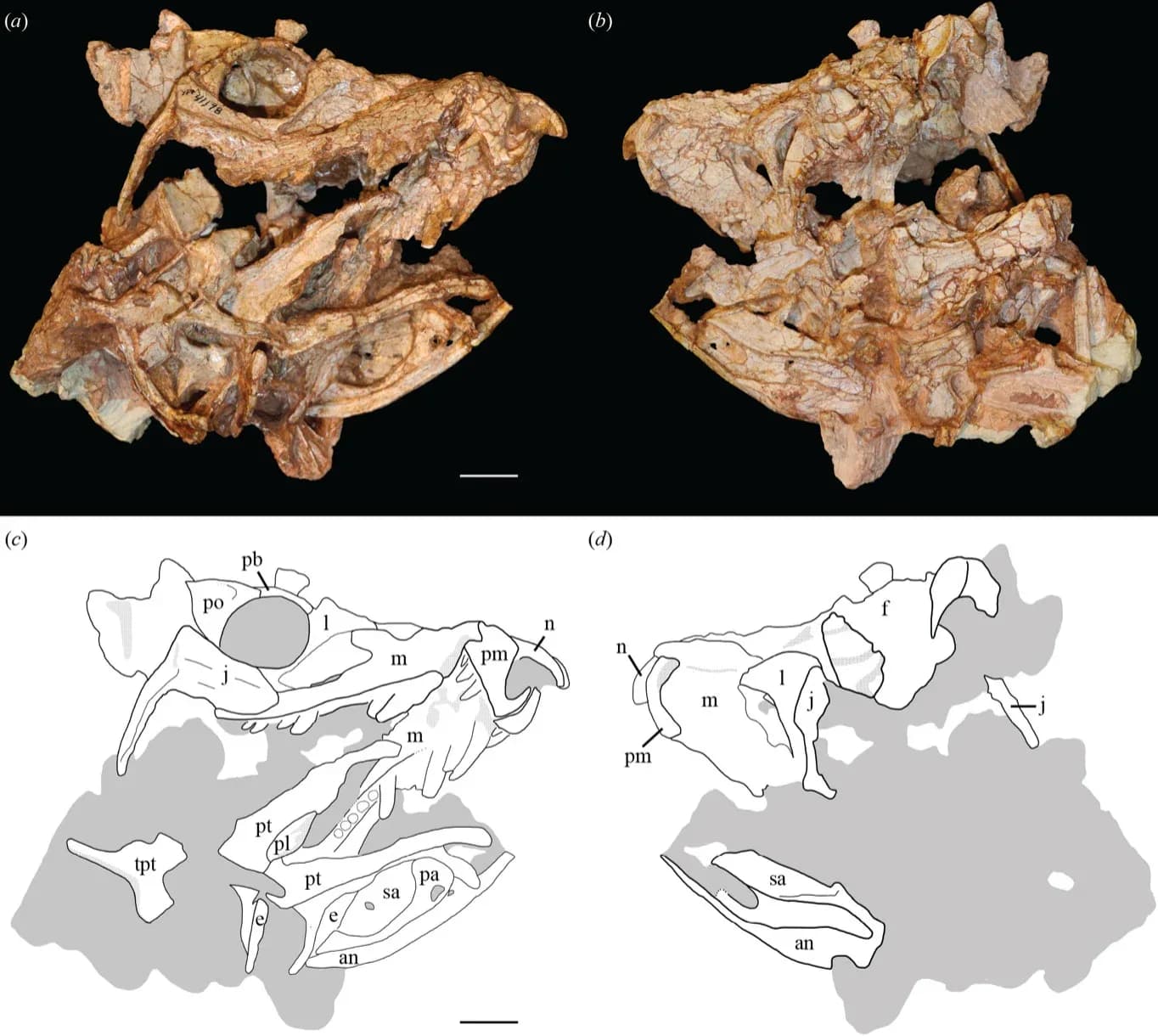 Neuer Krokodil-Varianten-Fund nach 210 Millionen Jahren