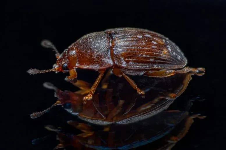 Seltsame „Wurm-Türme" erstmals in der Wildnis entdeckt: Mögliche Mitreiter auf Käfern