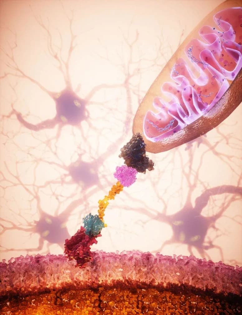 Revolutionäre Technik leitet gesunde Mitochondrien gezielt an den richtigen Ort
