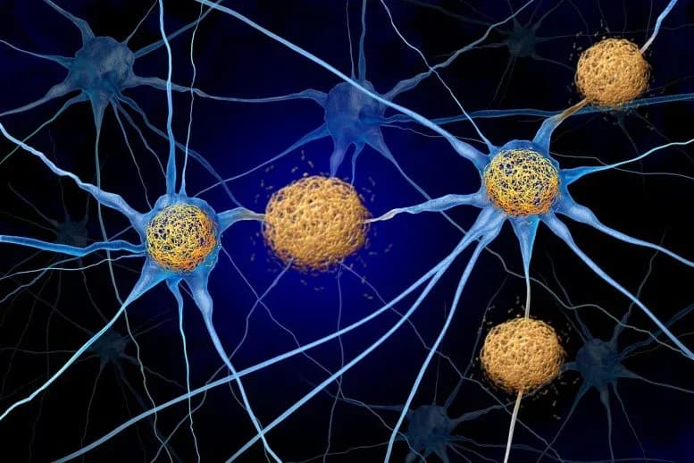 Wissenschaftler enthüllen überraschende Rolle eines Alzheimer-verknüpften Proteins für die Gedächtnisbildung