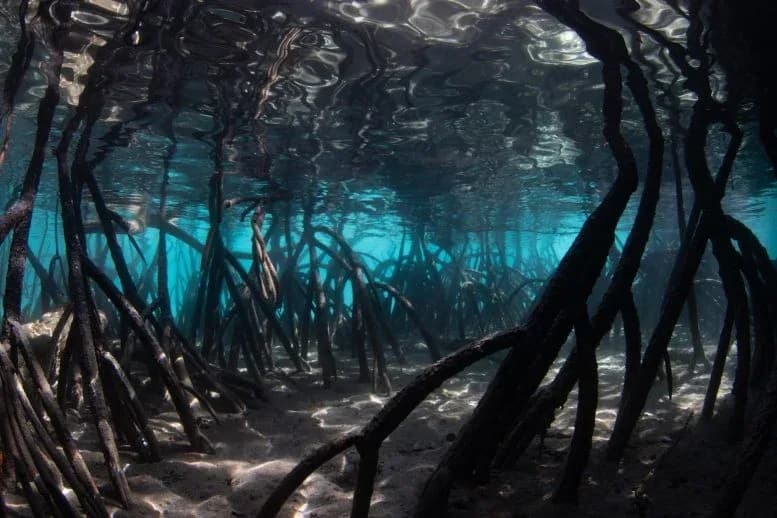 Steigende Meeresspiegel verwandeln Mangroven von Klimahelden in Kohlenstoffquellen