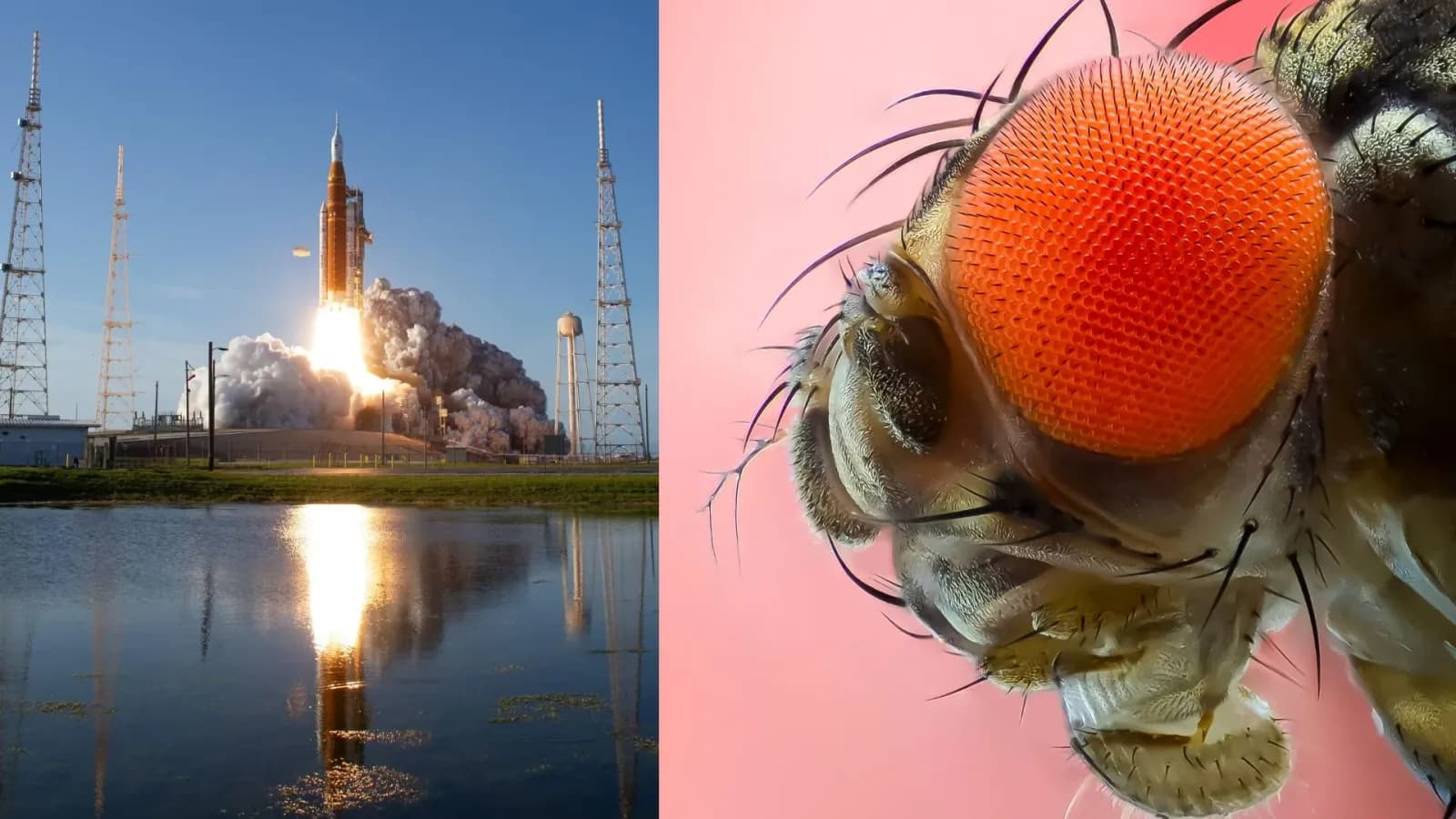 Wissenschaftler zentrifugieren Fruchtfliegen und entdecken Widerstandsfähigkeit bei 13G
