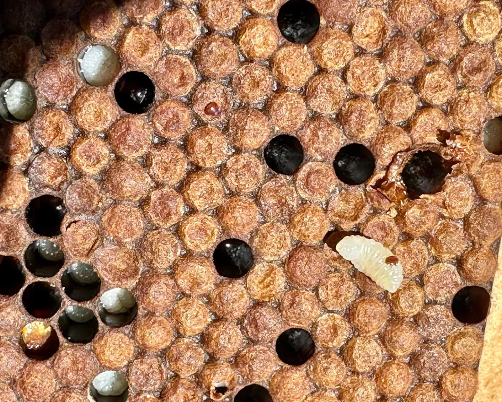 Wissenschaftler erstaunt: Hybride Kalifornien-Bienen besiegen tödliche Milben