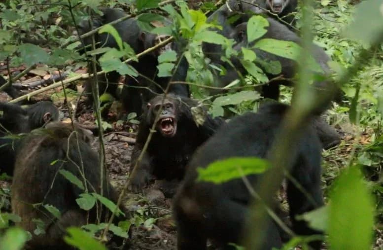 Größte bekannte Wildschimpansen-Community zerfällt nach Jahrzehnten der Einheit