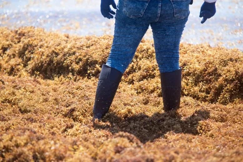 KI enthüllt explosionsartiges Wachstum von Schwimmalgen in den Ozeanen der Welt