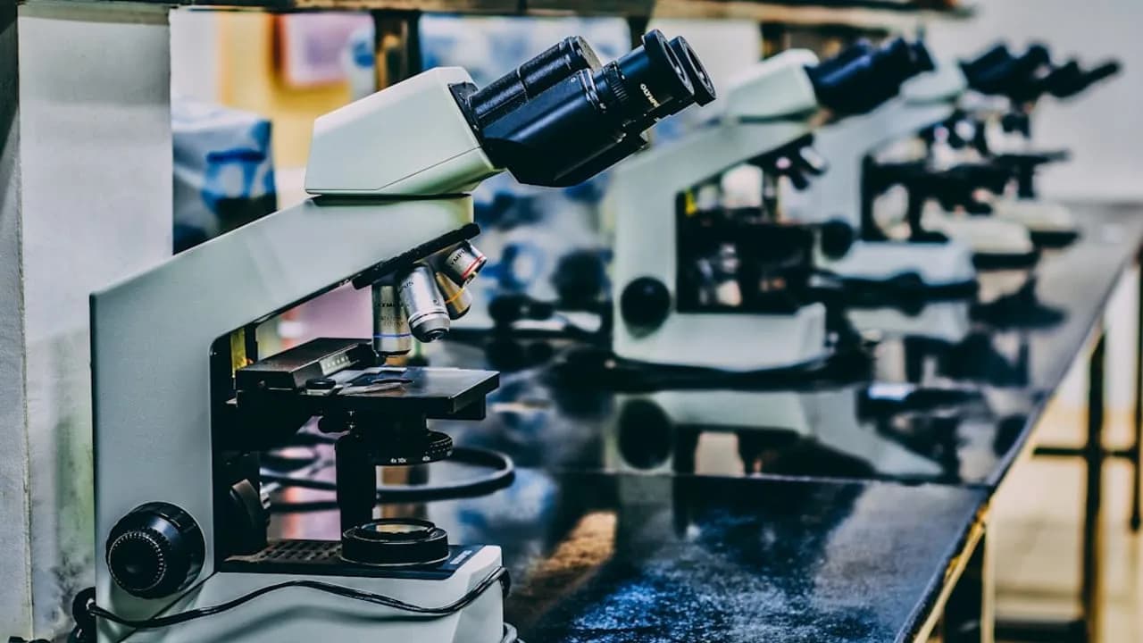 Wissenschaftler entdecken Weg zur unbegrenzten Produktion von Krebs-fressenden Immunzellen