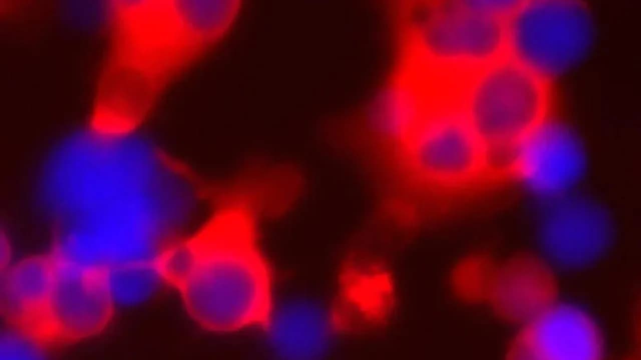 Neue Methode im Kampf gegen Krebs: Unbegrenzte Produktion von Immunzellen