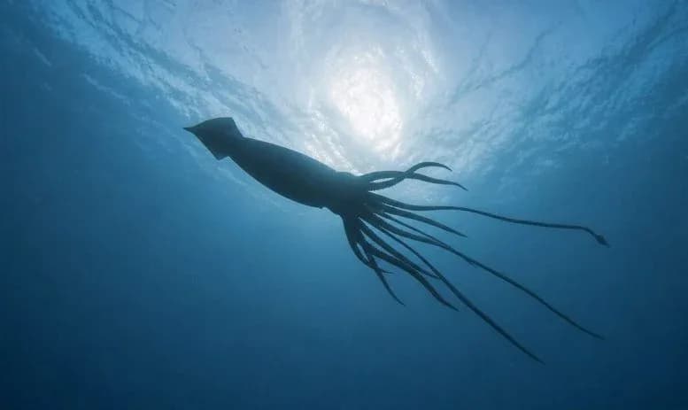 Riesengarnelen entdeckt vor Westaustralien: Sensationeller Tiefseefund