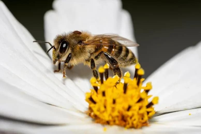 Wissenschaftler erstaunt: Hybride Kalifornien-Bienen besiegen tödliche Milben