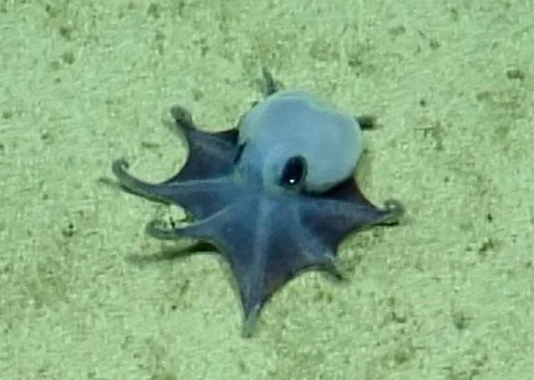 Neue Art: Kleiner hellblauer Oktopus entdeckt in den Galapagos