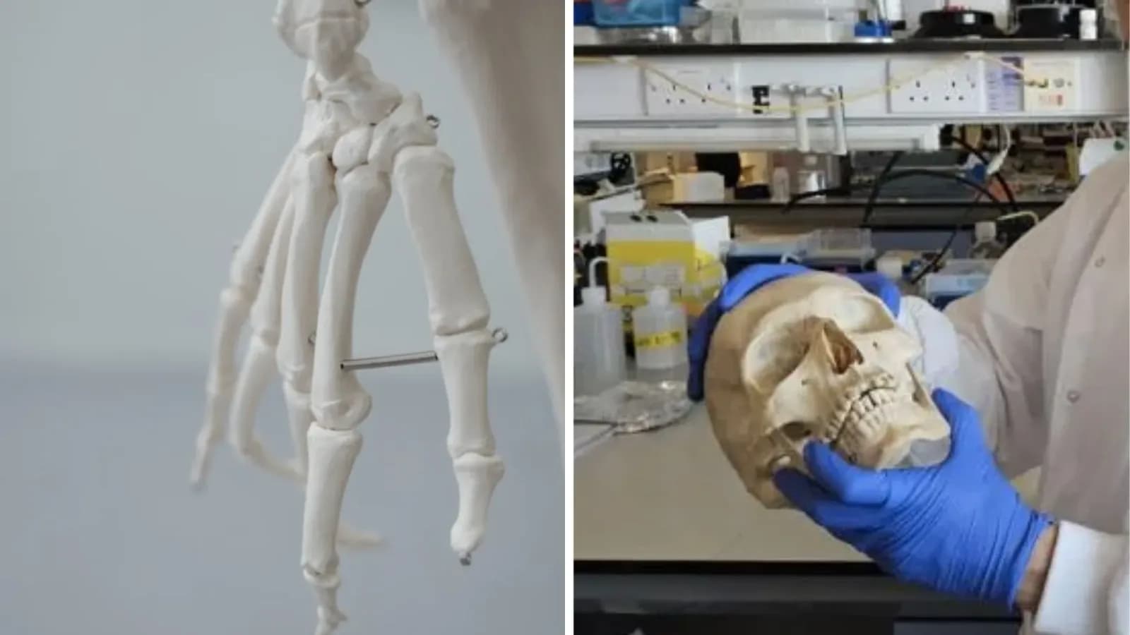 Wolle als nachhaltiges Material zur Knochenregeneration bei Tieren