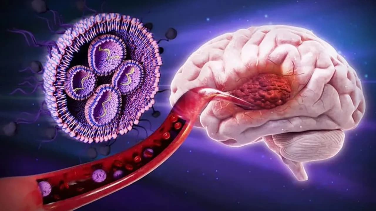 Neue Therapie bei Hirntumoren: Zuckerbeschichtete Nanopartikel überwinden Barrieren