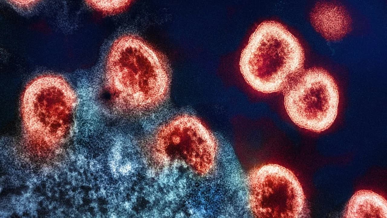 Tödlicher Bundibugyo-Virus breitet sich aus: Gesundheitssysteme unvorbereitet