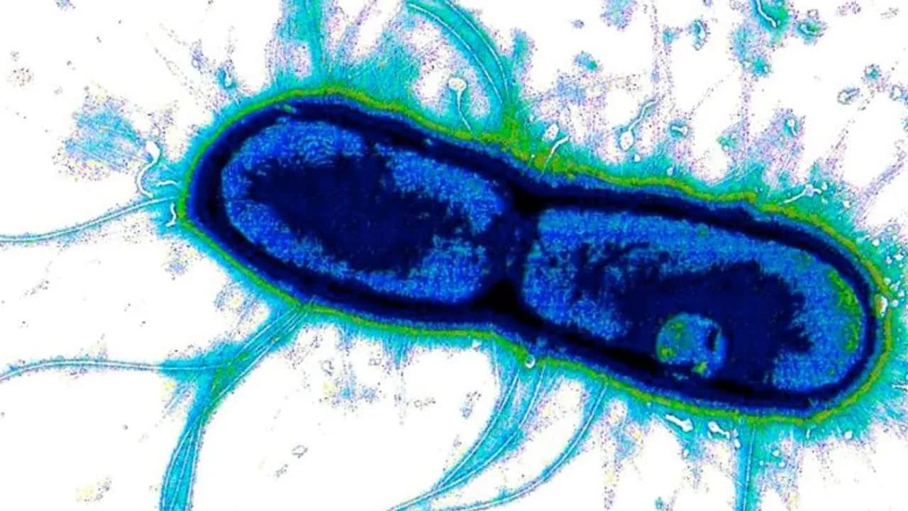 Forscher identifizieren gemeinsame Schwachstellen tödlicher Durchfallerreger