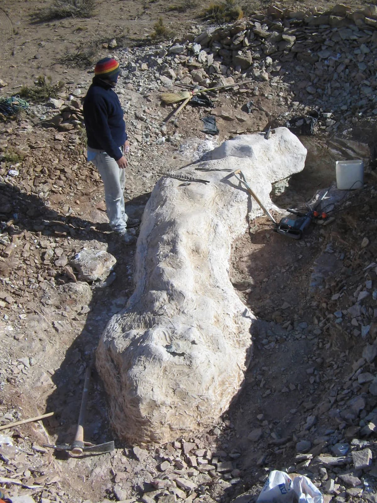 Unerwarteter 65 Fuß großer Dinosaurier in Argentinien entdeckt