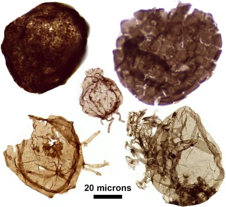 1,7 Milliarden Jahre alt: Diese Fossilien könnten die Geschichte des komplexen Lebens neu schreiben
