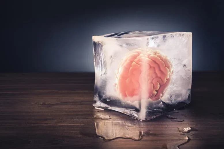 Wissenschaftler:innen entdecken neue Methode zum Einfrieren und Wiederbeleben von lebendem Hirngewebe
