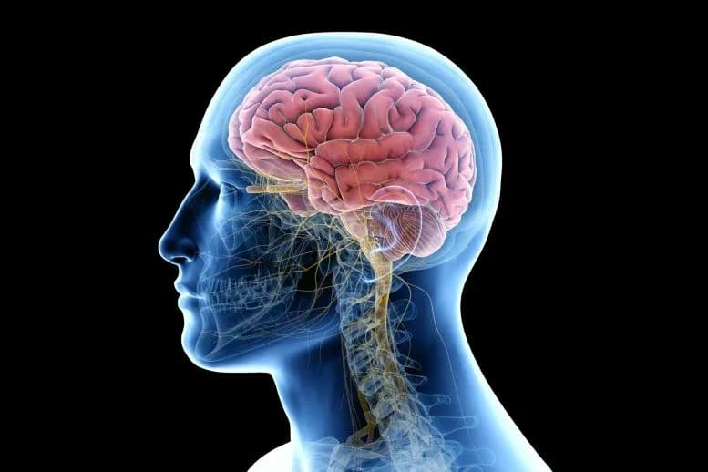 Forschung bestätigt überraschende Parallelen zwischen Freuds Theorien und moderner Neurowissenschaft
