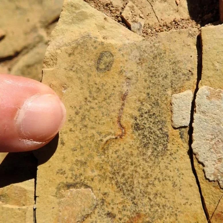 540 Millionen Jahre alte Fossilien enthüllen eine enorme Überraschung über das frühe Leben auf der Erde
