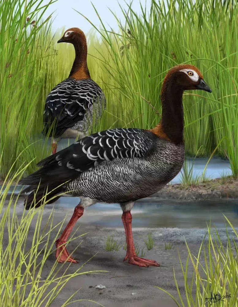 Antikes Gänsefossil wirft alte Theorien über Neuseelands Vögel ins Wanken